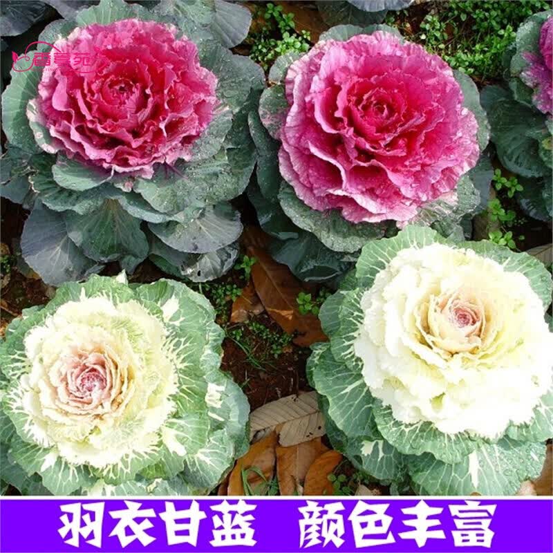 羽衣甘蓝 矮生品种甘蓝 春秋播耐寒蔬菜 羽衣甘蓝原厂小包装 不含盆