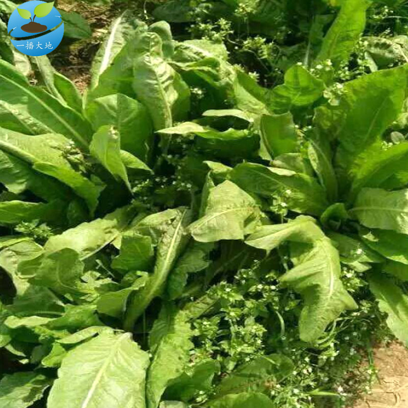 一播大地(正常发货)将军菊苣种子 肥猪菜种子 菊苣牧草种子 鸡鸭鹅鱼
