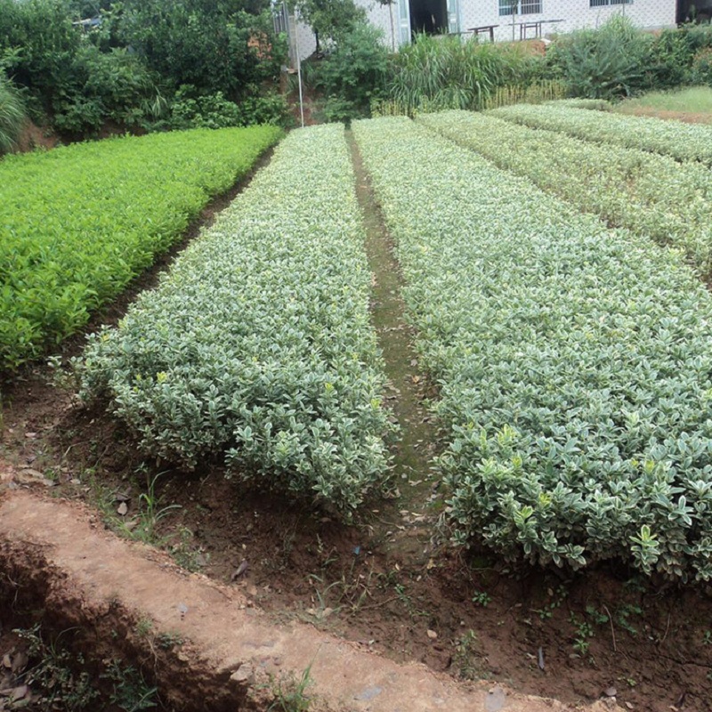 金边黄杨球价格(金边黄杨球价格走势)