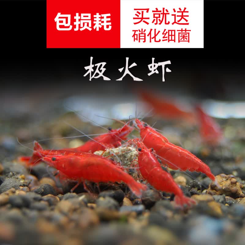 观赏虾活体  观赏迷你虾   鱼缸造景生物  工具虾  除藻虾 极火虾5只