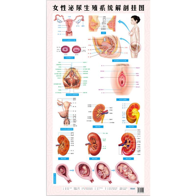 女性泌尿生殖系统解剖挂图内分泌男性泌尿消化五官呼吸神经图家庭穴位