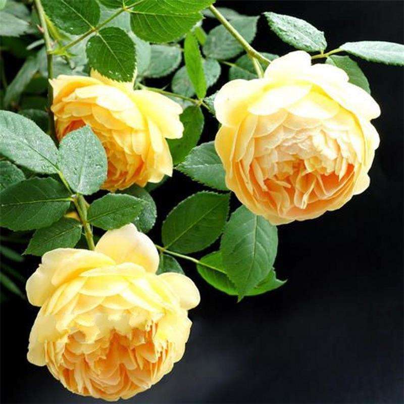 京东花卉历史价格走势图|花卉价格走势