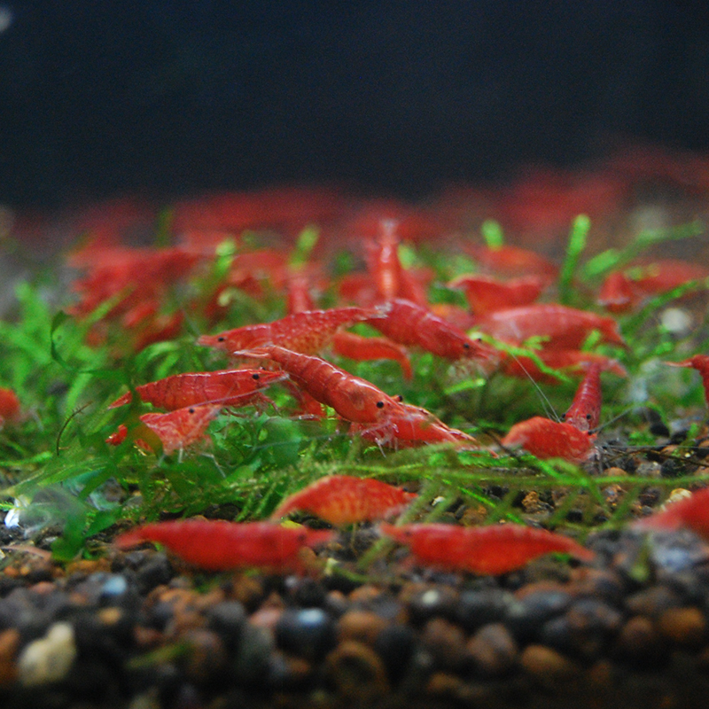 听白阁观赏虾活体  观赏迷你虾   鱼缸造景生物  工具虾  除藻虾 极火