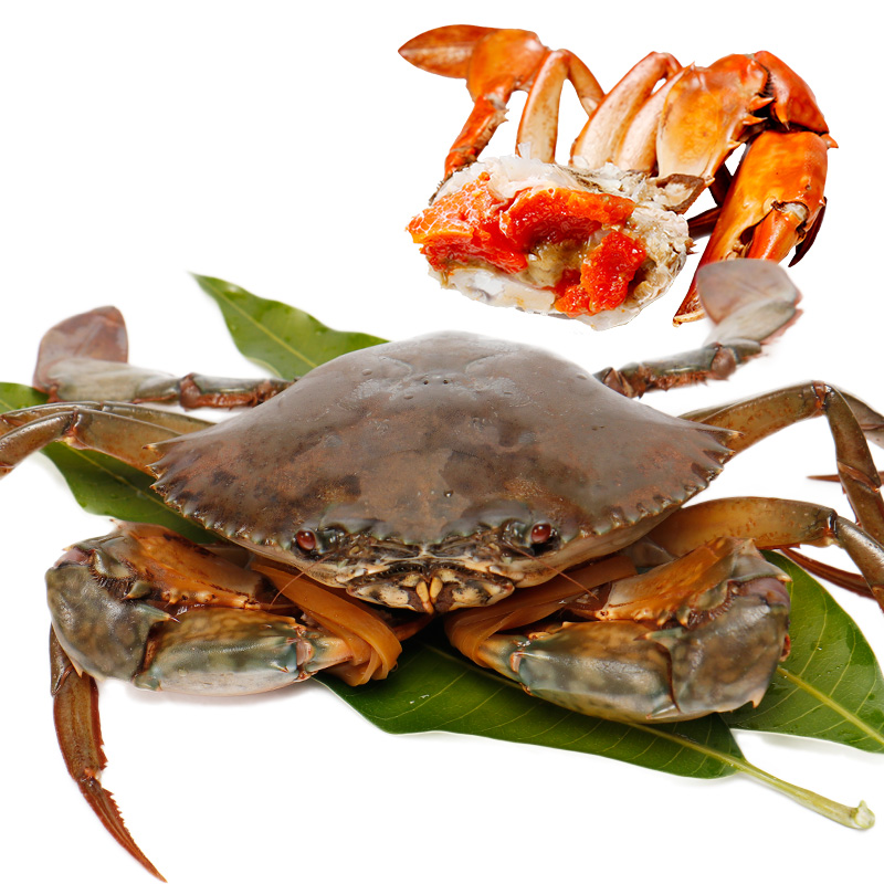 【活鲜】海鲜颂 东山岛鲜活螃蟹 青蟹 大红膏蟹 母蟹 单只重量300g-400g 两只装