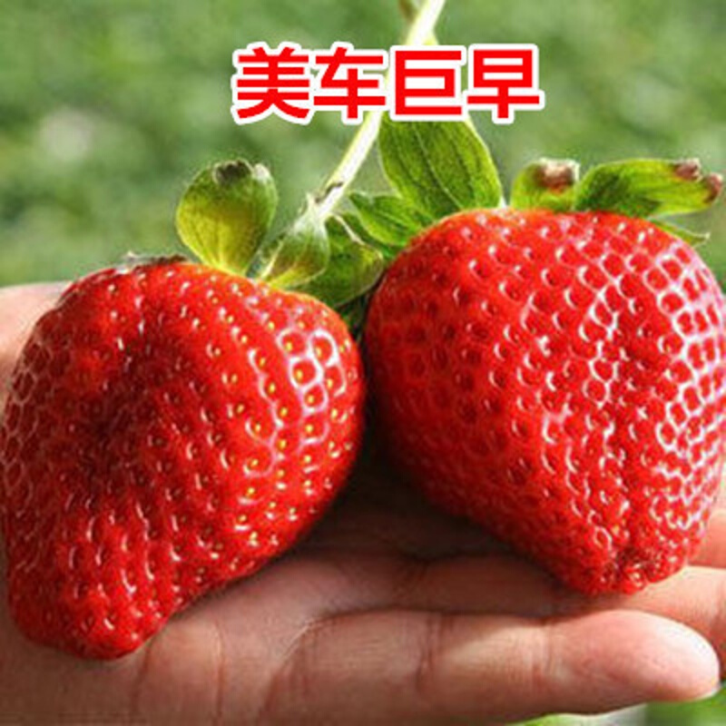 四季种易活 多肉花种子 室内室外盆栽蔬菜阳台家庭 美车巨早200粒