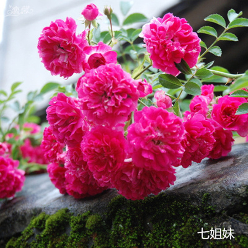 四季循环开花 藤本月季爬藤植物 5年苗 七姐妹 其他