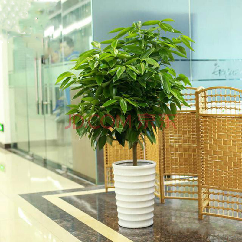 大型绿植最低价在什么时候|大型绿植价格走势