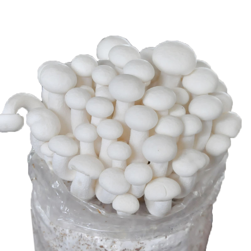 菇婆婆平菇蘑菇种植菌包菌棒盆栽食用菌种家庭趣味栽培阳台采新鲜的