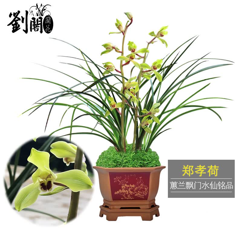 劉閣蘭花带花苞蕙兰老八种大集合珍贵铭品室内阳台绿植花卉盆栽