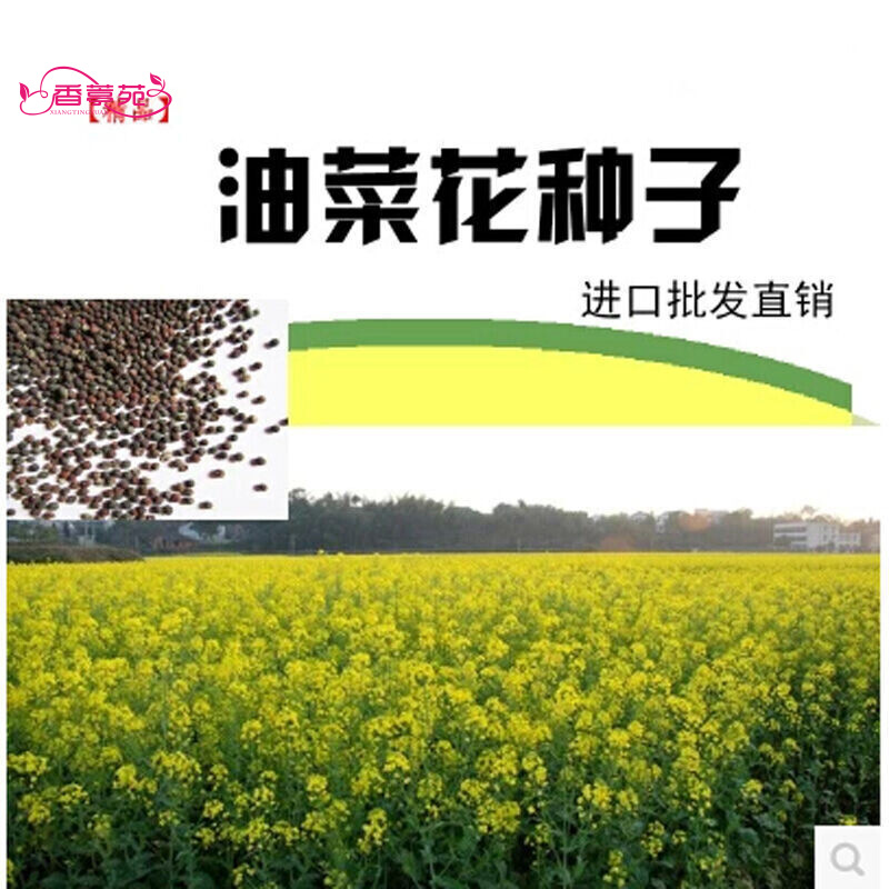 油菜籽高产榨油观赏油菜花种子榨油原料菜籽种子蔬菜