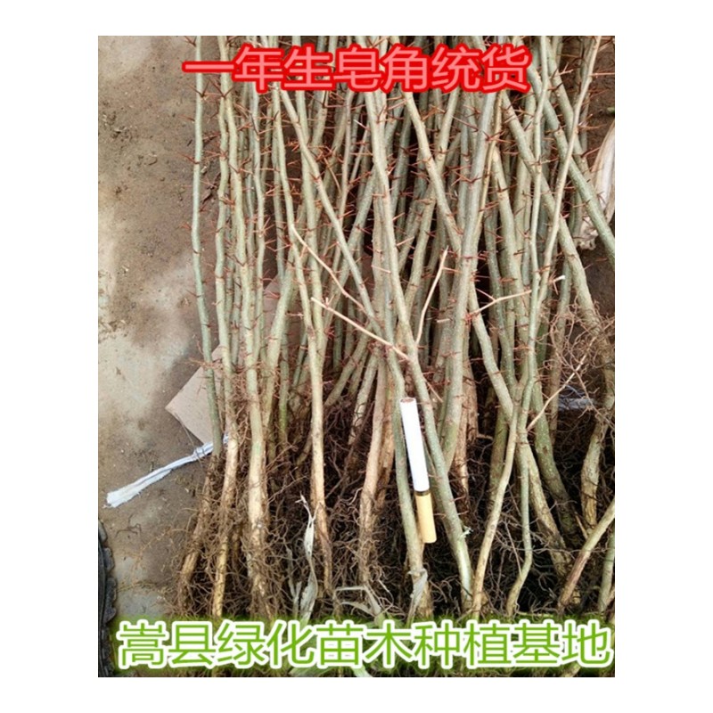 皂荚树苗 皂刺树 皂角苗 皂角树 皂荚树 皂角之乡嵩县 一年苗20棵价格