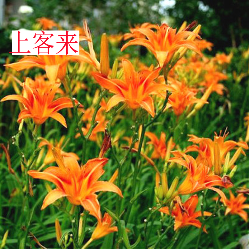 日本麦冬绿化苗四季常青耐寒庭院植物地被植物绿化植物 大花萱草100颗