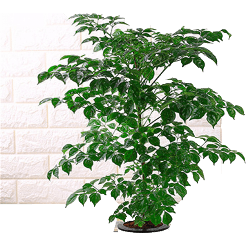 手耕田幸福树绿宝平安树：大型绿植吸甲醛净化空气|什么软件能查大型绿植最低价