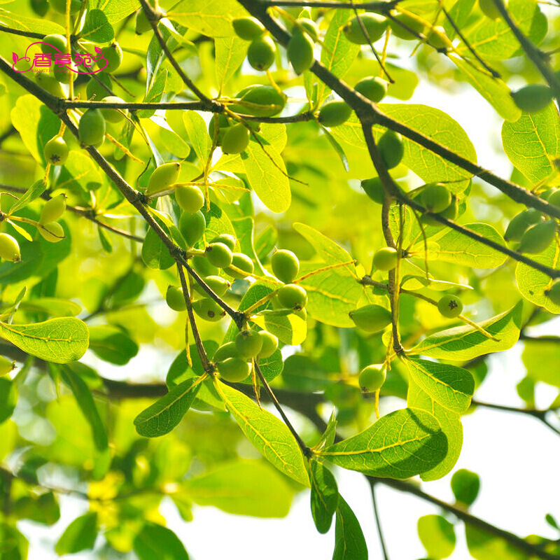 种籽 侧柏树 扁柏 桧柏 落羽杉 洒金柏 臭椿树 小叶榄仁 落叶乔木