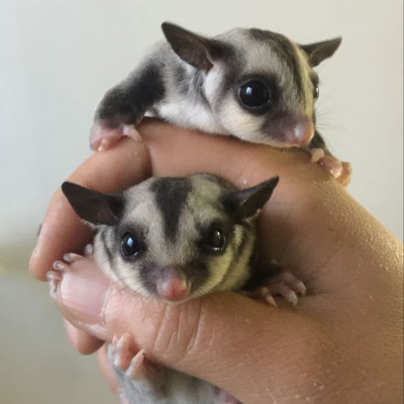 double yellow蜜袋鼯活物幼崽 蜜袋鼬活体会飞的蜜袋鼠宝宝密袋鼠小蜜宠物鼠 原色奶蜜一对（一公一母）