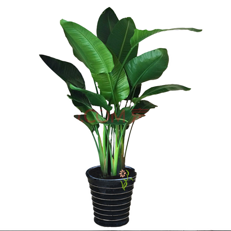 抓住机会！***价格趋势示意图，让您轻松掌握市场动态。|大型绿植怎么看历史价格走势