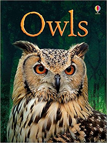 猫头鹰 Owls 英文绘本进口原版