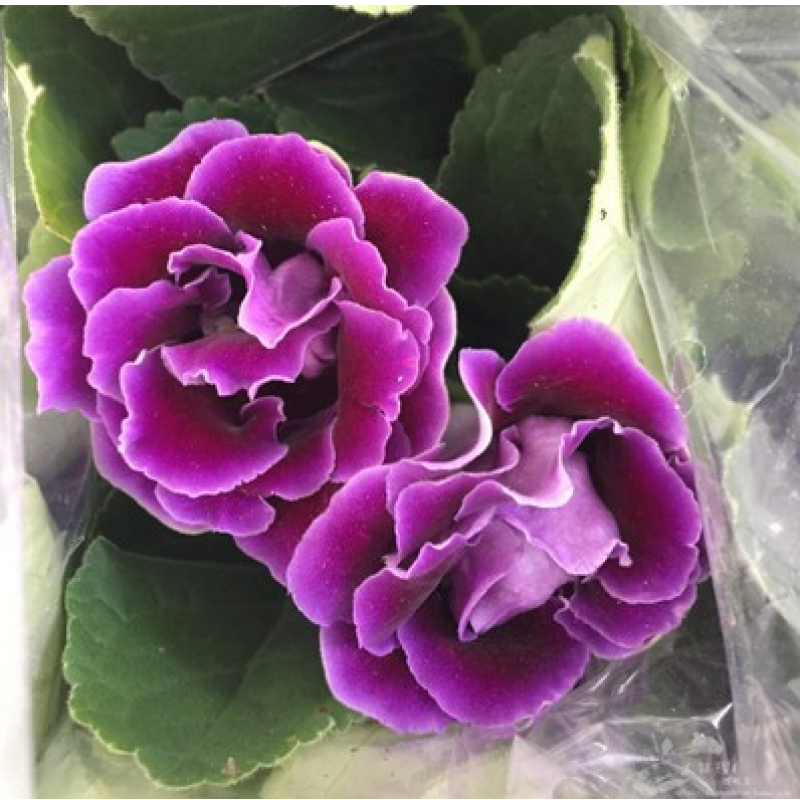 重瓣大岩桐盆栽花苗长寿花富贵芙蓉花卉观花植物带花发货四季开花