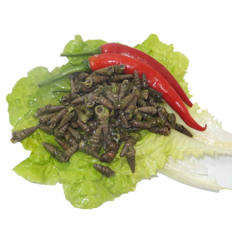 蟹爱【活鲜】 鲜活东海海螺丝海丝 500g 99-130粒 不去尾 盒装