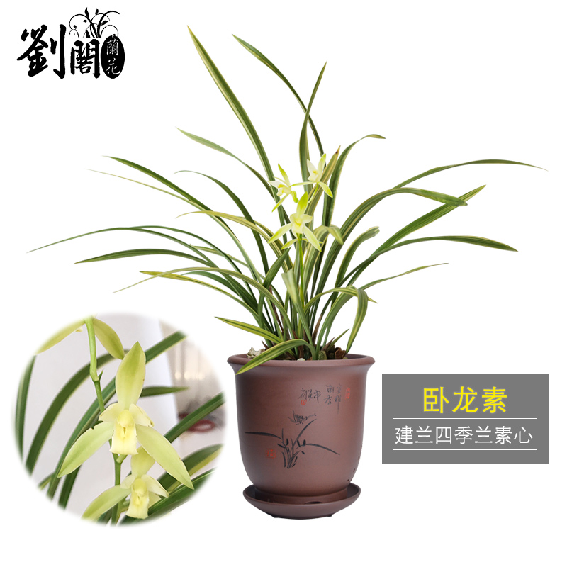 劉閣蘭花墨兰名贵品种大集合 内含多种收藏铭品 冬带花苞出售花卉绿植