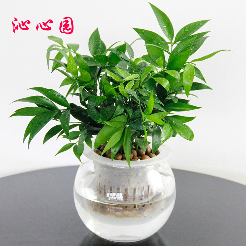 绿植物绿植花卉懒人玻璃瓶盆栽阳台办公室内观叶观花植物 水培竹柏