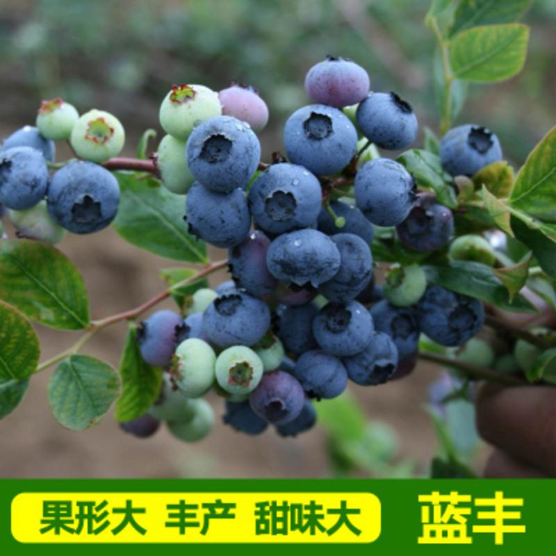 树苗盆栽庭院带果室内南北方种植当年结果盆栽地栽蓝莓苗 蓝丰蓝莓 6