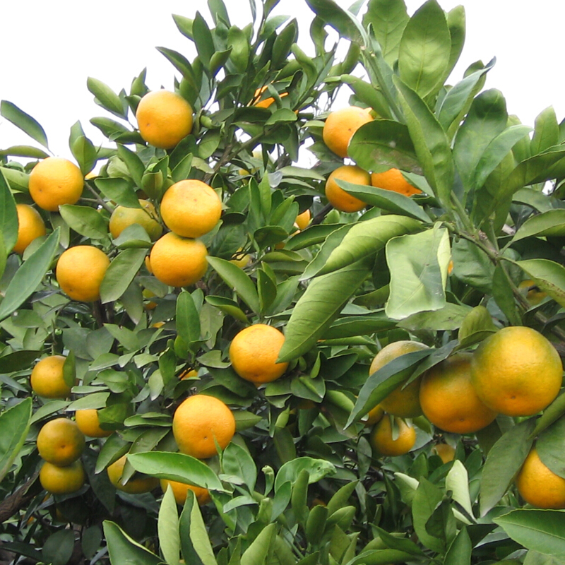 桔子苗橘子苗盆栽桔子树苗 果苗果树苗苗木地栽适合南方北方种植 冰糖