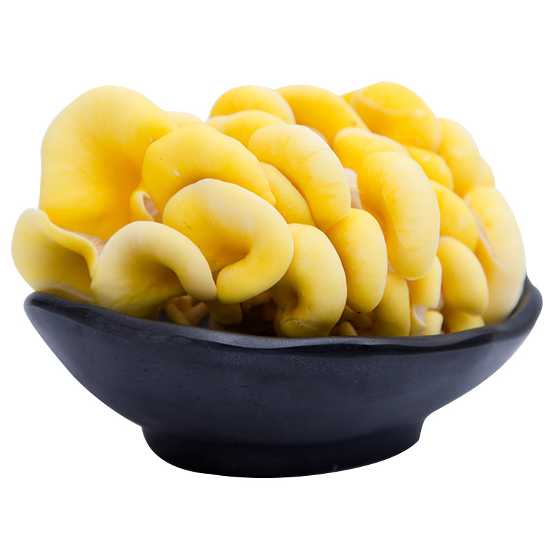 zxc云南新鲜鸡油黄菌1kg 空运鸡油菌正宗食用菌菇蘑菇