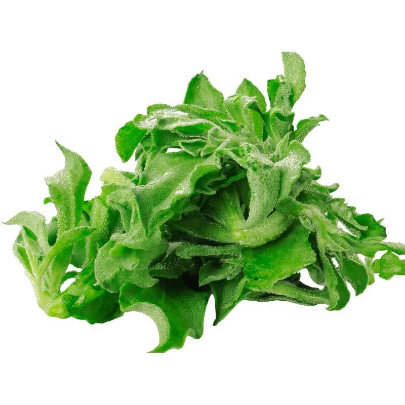 新鲜冰草 冰菜花火锅即食 生吃沙拉菜新鲜蔬菜 3斤
