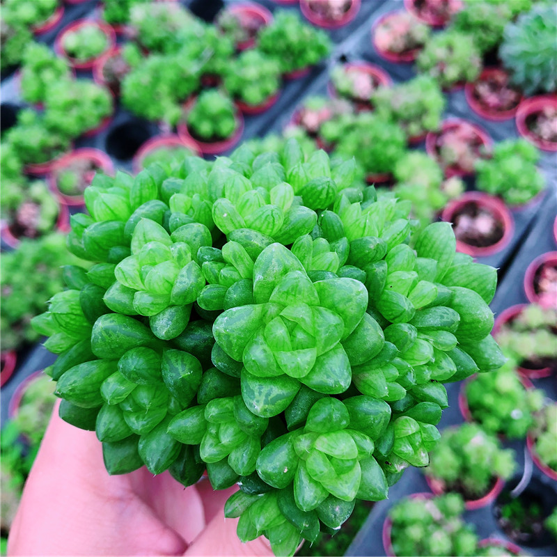 多肉 肉肉盆栽 老桩室内耐干旱懒人绿植花卉 玉露(4-6头)