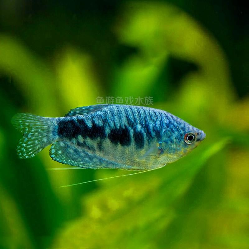 鱼游鱼戏水族馆 小型观赏鱼热带鱼活体宠物鱼缸造景生态活体 曼龙丽丽接吻一眉 蓝曼龙2只（4-5CM）