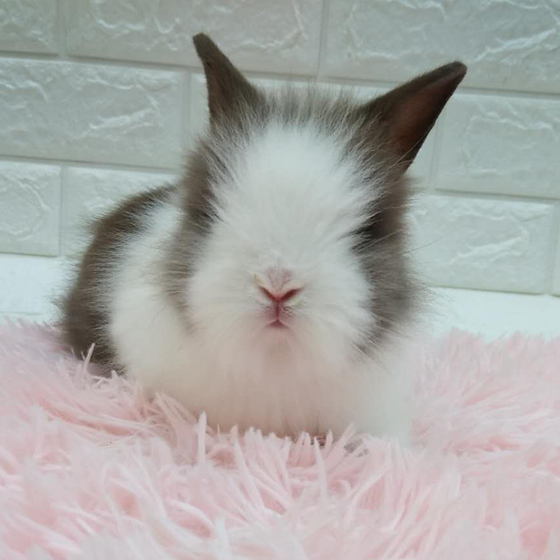 礼物亲友纯色活物兔子道奇活体凤眼