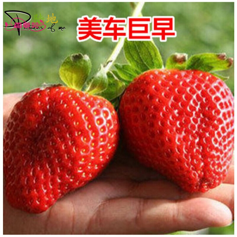 草莓种子400粒 奶油草莓家庭盆栽红颜草莓四季播种庭院草莓种子 美车巨早种子400粒