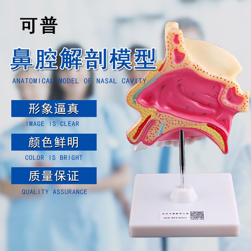 人体鼻腔解剖模型 放大鼻子结构模型耳鼻喉科医学演示器材初高中生物