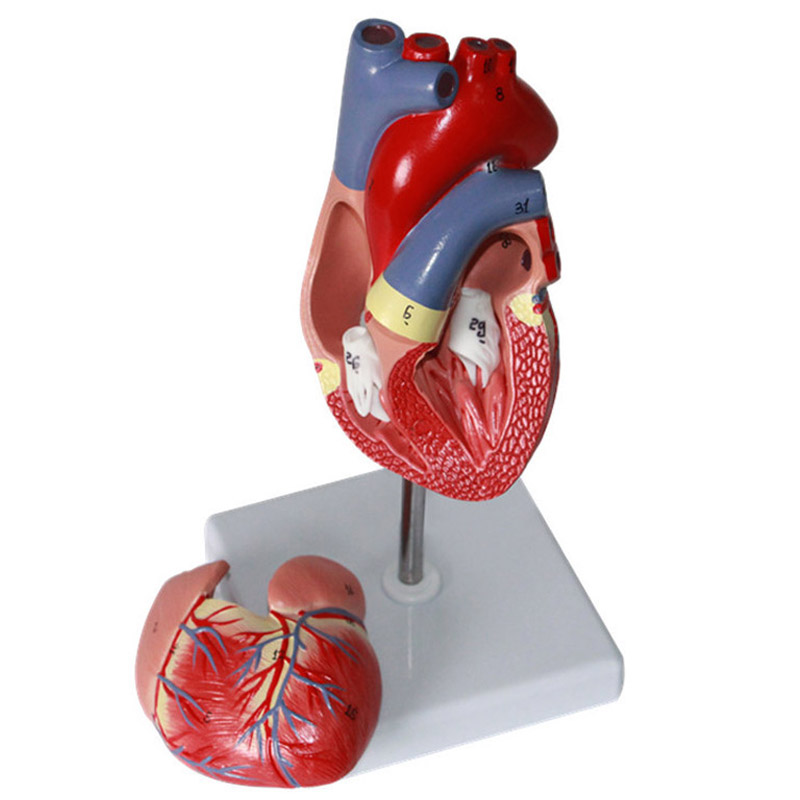 心脏解剖模型医学人体内脏模型教学教具b超彩超声数字内科医学11 脉