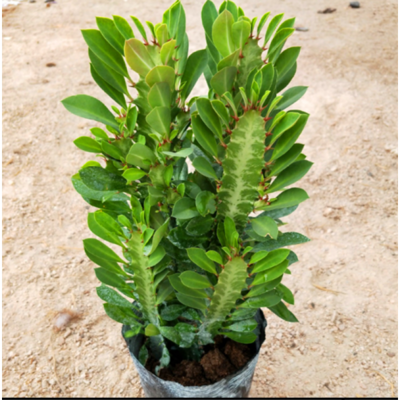 巴西龙骨 仙人柱  仙人掌大盆栽 青龙骨20到30高 不含盆