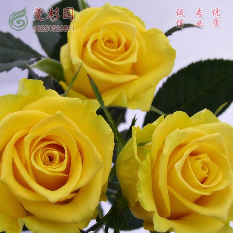 月季花苗切花庭院多季开花盆栽花卉月季花苗小中多品种 金香玉小苗