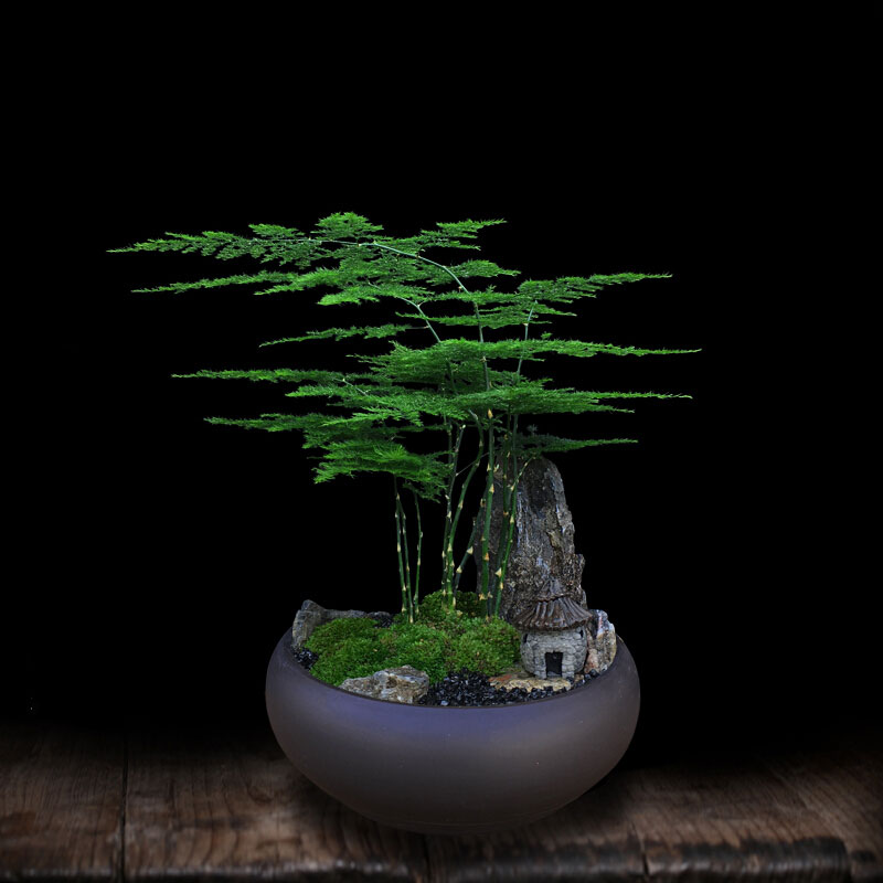 嘆為觀(guān)止金錢(qián)樹(shù)紫砂盆文竹盆景造型盆栽辦公室內綠植桌面植物栽好發(fā)貨+底 紫砂盆文竹