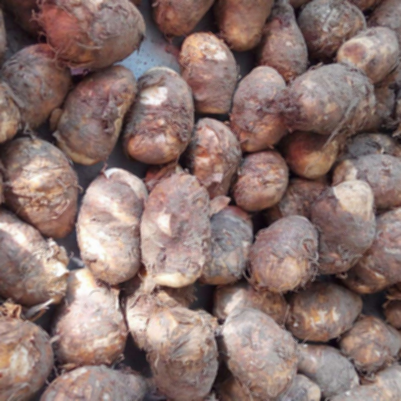 元冬 新鲜独角莲 丁毒豆  种球中药材种子东北地区保温箱发货 野生丁