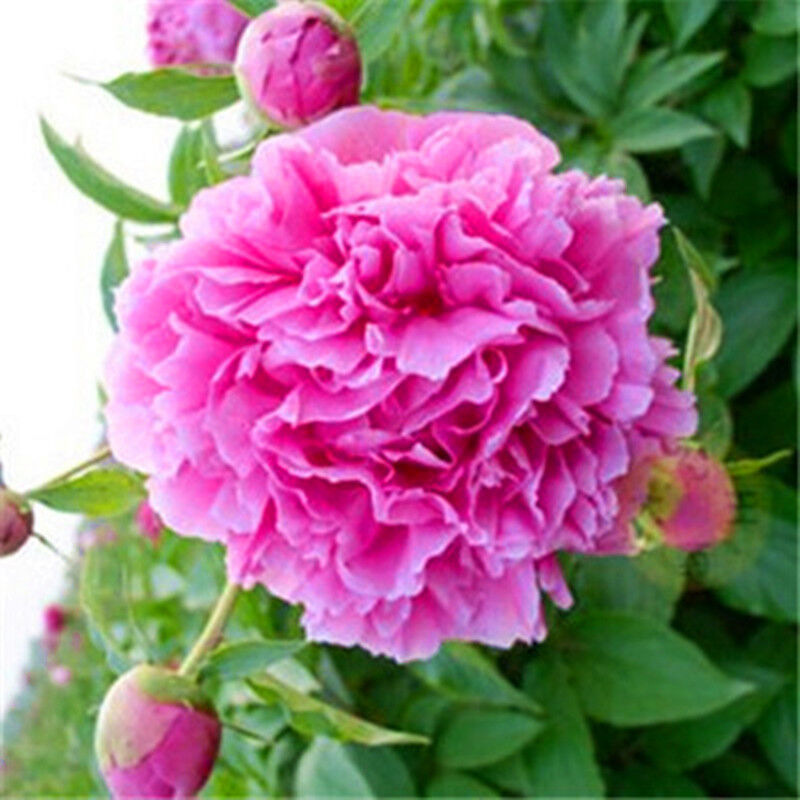 根块 带芽芍药种根重瓣芍药花苗牡丹苗盆栽绿植花卉室内植物 红色重楼