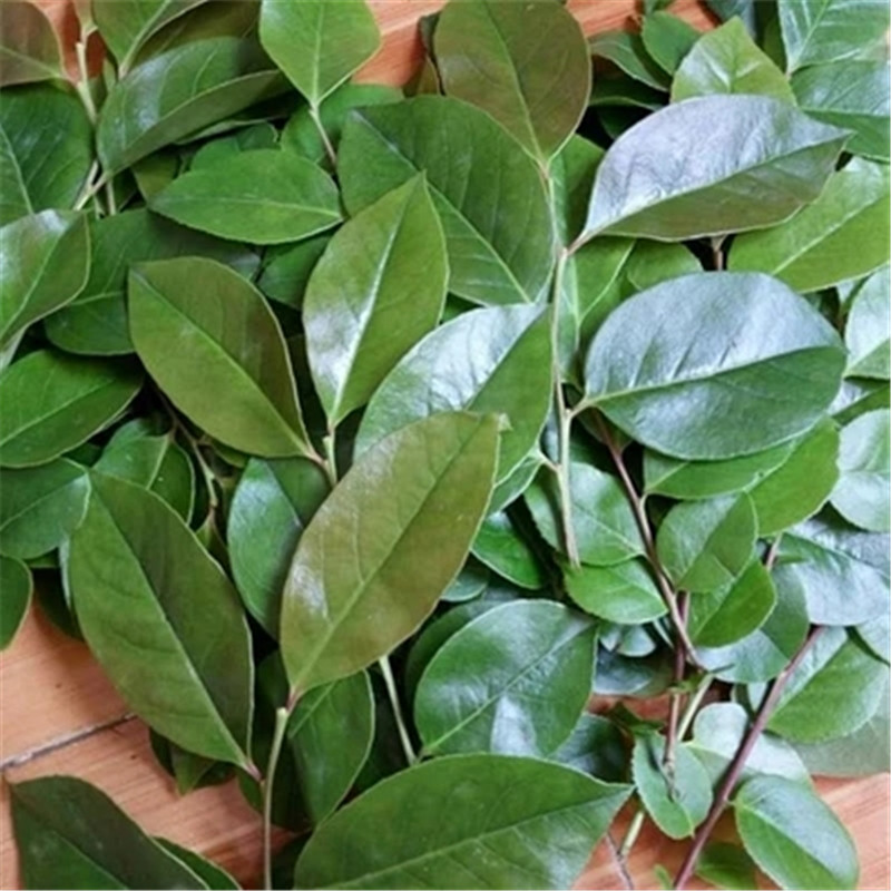 春光岛新鲜乌饭叶 南烛叶 乌饭树叶 乌树叶 乌饭草制作乌米饭 500g