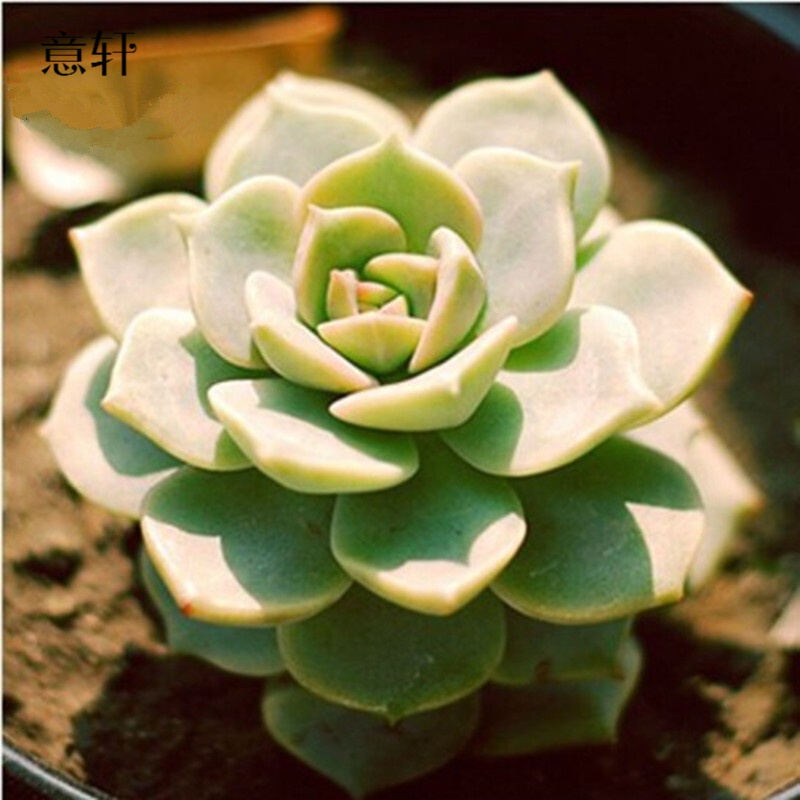 ����ֲ��24����Ʒ�칫��������ֲ�����������¶����ֲ�� ��ĵ������ 1Ԫ