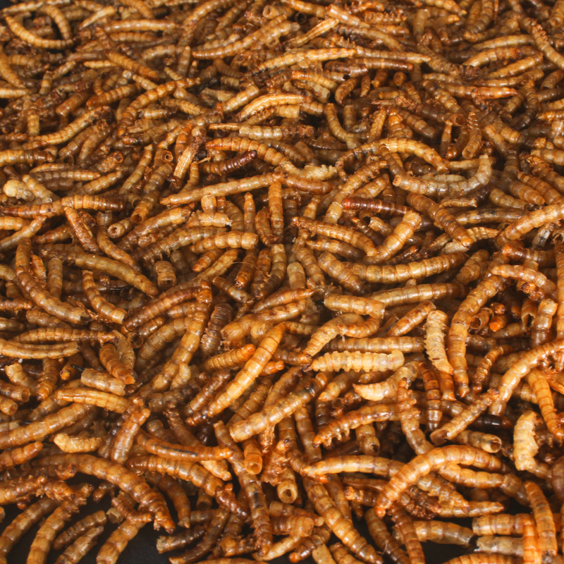 怎么查一款鼠类食品历史价格|鼠类食品价格比较