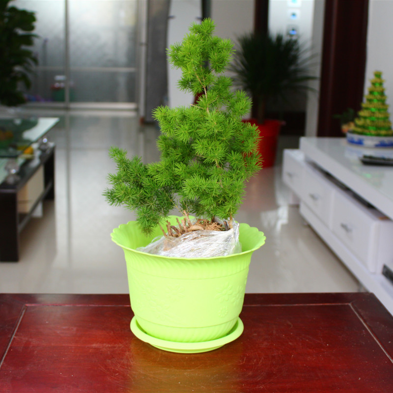 蓬莱松室内室外耐寒植物四季常青  蓬莱松室内四季常青 蓬莱松盆景