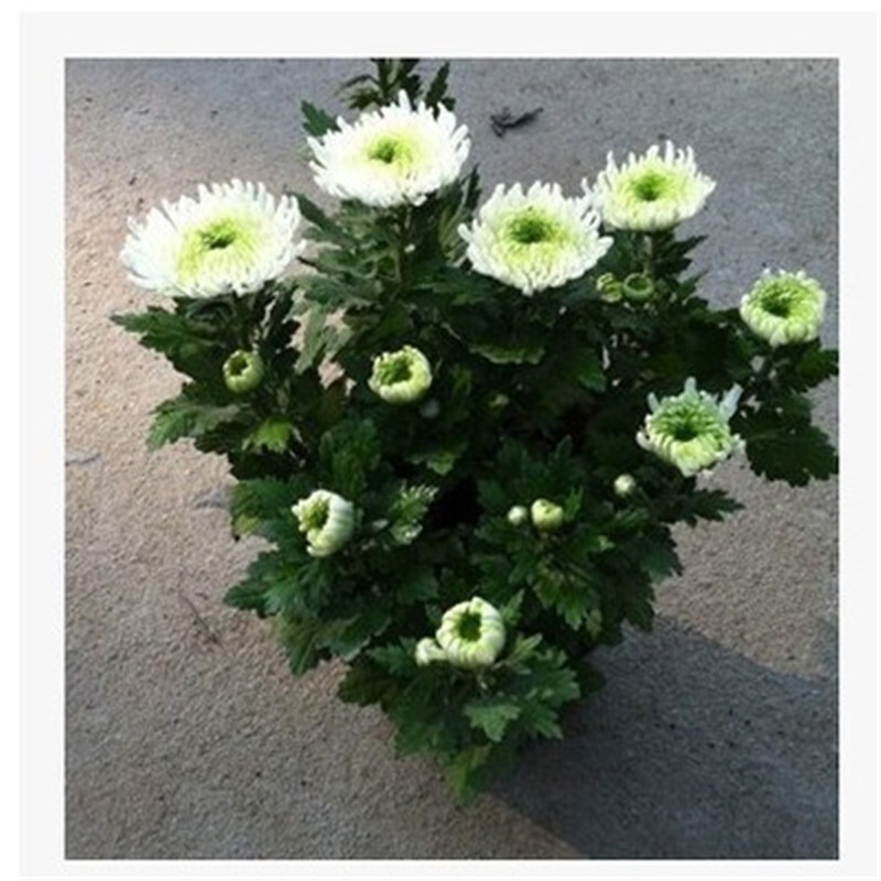 菊花大苗室内庭院花卉绿植四季菊花大苗带花苞发货 白色雏菊 带盆发货