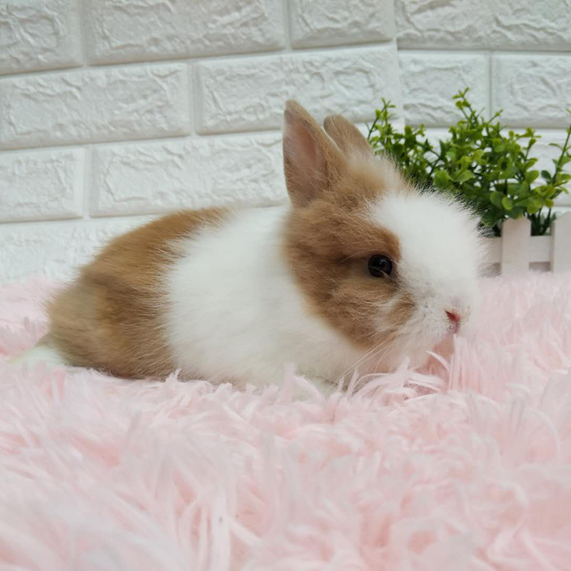 礼物亲友纯色活物兔子道奇活体凤眼