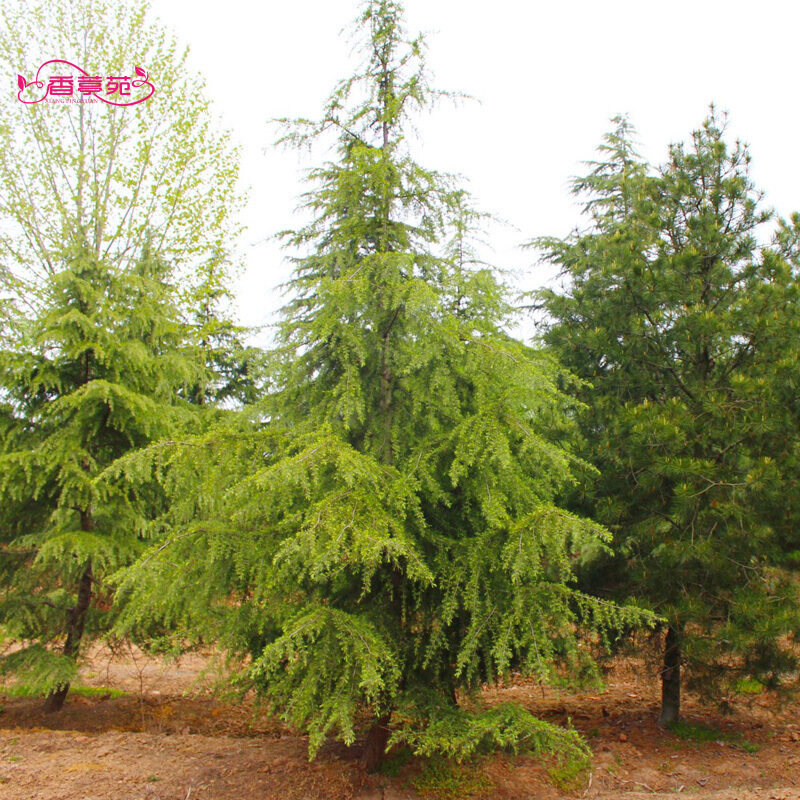 香葶苑雪松树种籽雪松种子 雪松种子(进口种籽) 250克/半斤