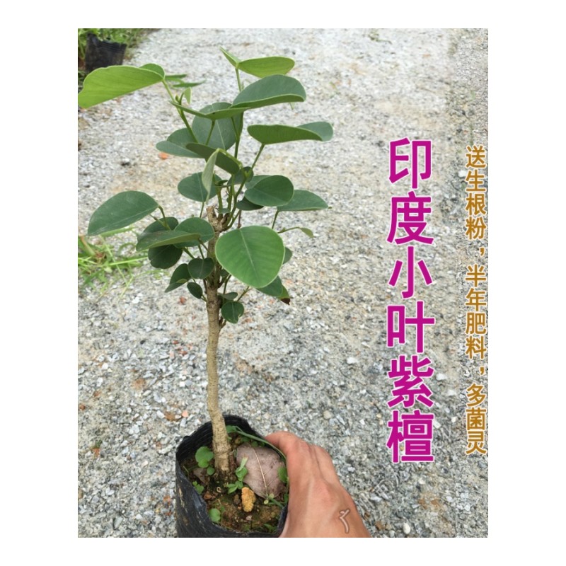 珍稀红木树种檀香紫檀苗 印度小叶紫檀树苗 檀香紫檀 30cm(含)-40cm