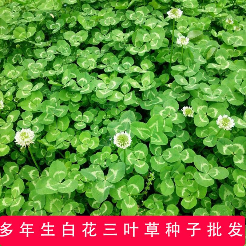 梦族园林(mengzuyuanlin 墨西哥玉米牧草种子进口黑麦草紫花苜蓿苏