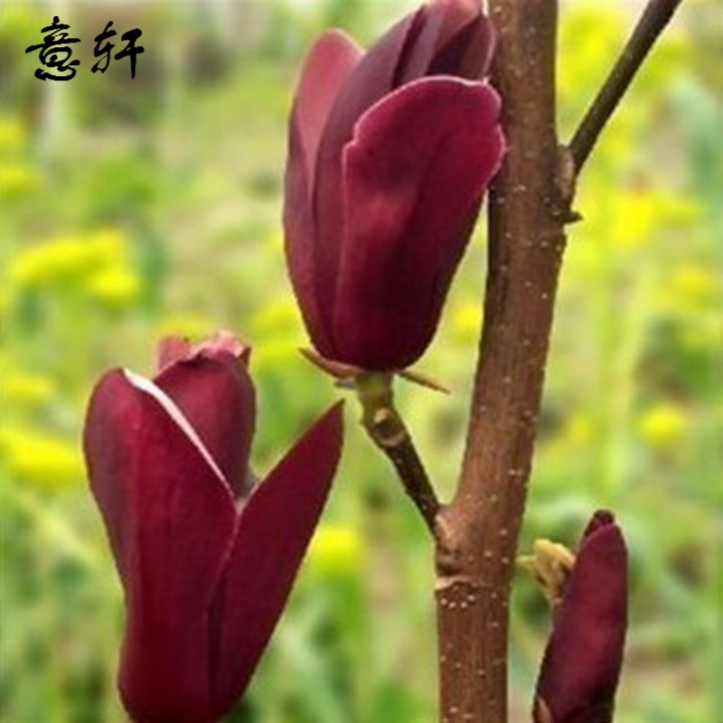 ������������������������������������������ľɽ��������������� ��ī����2���� 3Ԫ